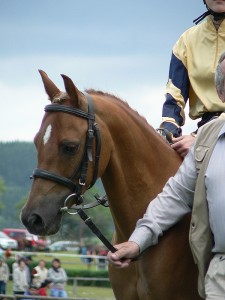 Obrazek